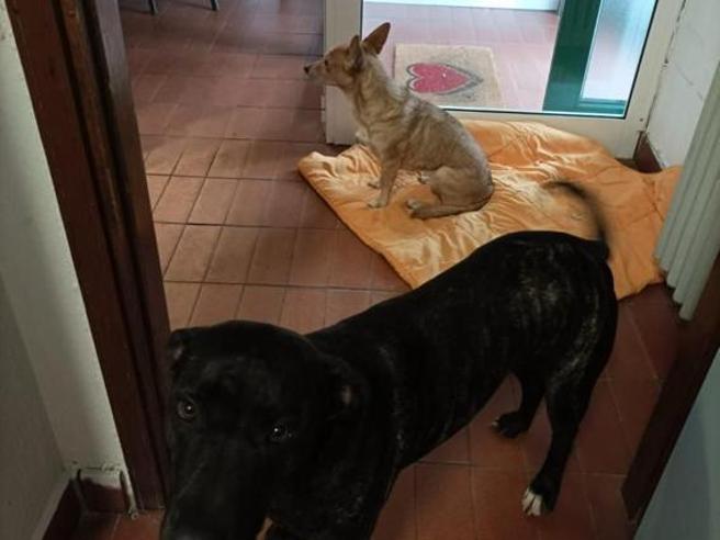 ansa.it – Casa ‘Bau’, nella comunità il rifugio dei cani degli ospiti